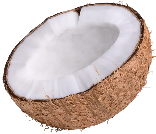 coconut-image-3